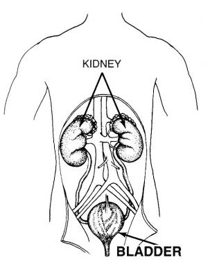 Bladder control exercise