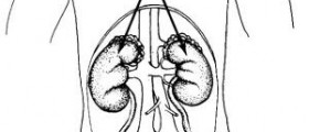 Bladder infection signs