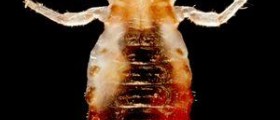 Body cleansing: human parasite cleanse