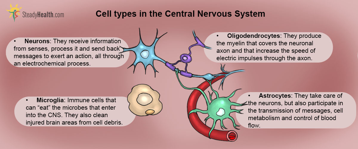 are neurons the only kind of cell in the brain