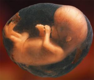 Brain development in fetus
