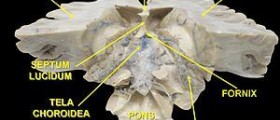 Brain disease: Epilepsy as a dynamic disease
