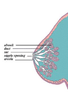 Breast cancer diagnosis: Mammogram screening guidelines