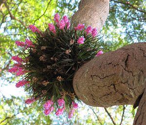 Bromelain side effects