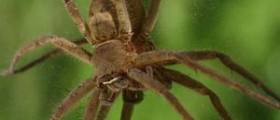 Symptoms of a spider bite | General center | SteadyHealth.com