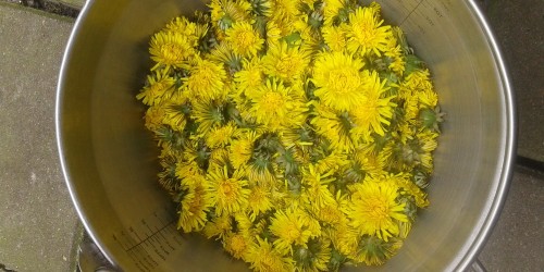 The Best Spring Foods Come From The Wild