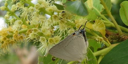Natural Products in Nanocapsules for Cancer Prevention
