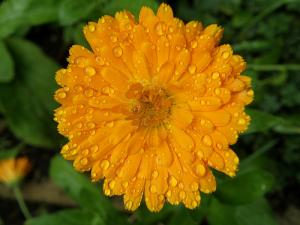 Calendula ointment facts