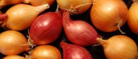 Calories in onion