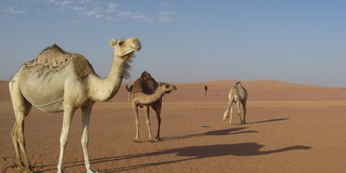 Is MERS The Next Pandemic?