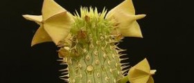 Can hoodia pops really be an effective weight loss aid?