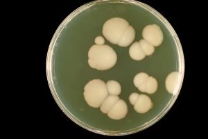 Candida cleanse products