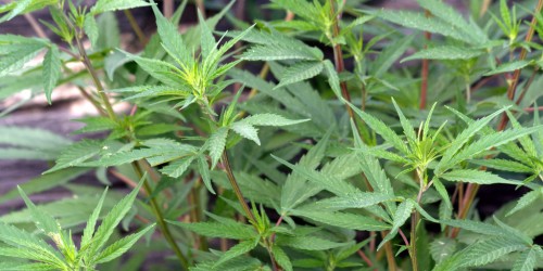 Cannabis Use Linked to Risk of Psychotic Disorders Later in Life