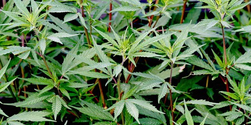 What Does Cannabis Really Do To Your Appetite?