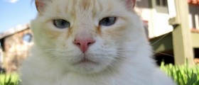 Does Your Kitty Have Power Over Your Mind?