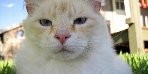 Does Your Kitty Have Power Over Your Mind?