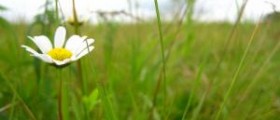 Chamomile side effects