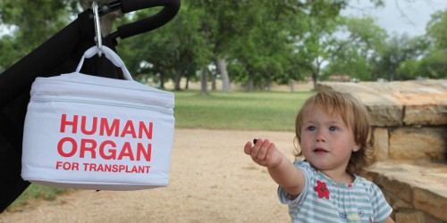 Organ Donation And Transplantation: A Few Facts On The Matter