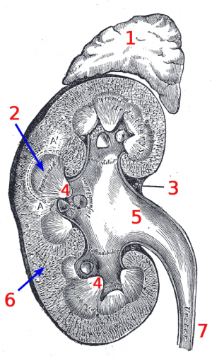 Chronic kidney disease
