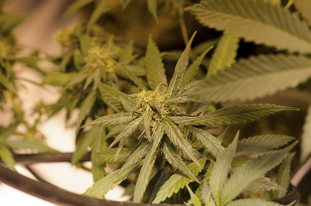 colorado-marijuana.jpg