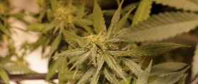 Is Marijuana Addictive? You Can Bet Your Cheetos on the Answer