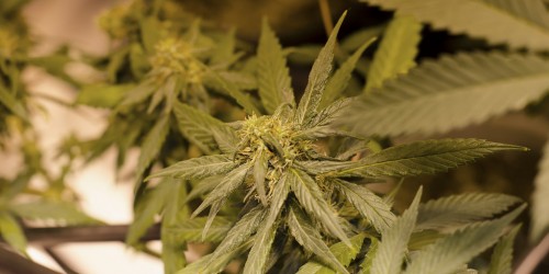 Is Marijuana Addictive? You Can Bet Your Cheetos on the Answer