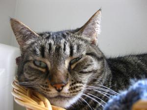 Complications after cat spaying