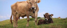 Cow Manure Full Of Antibiotic Resistance Genes