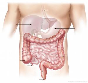 Digestion of food