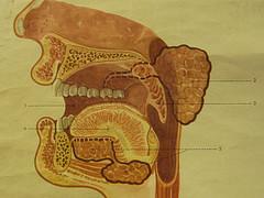 Digestive facts for kids