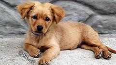 Digestive problems in dogs