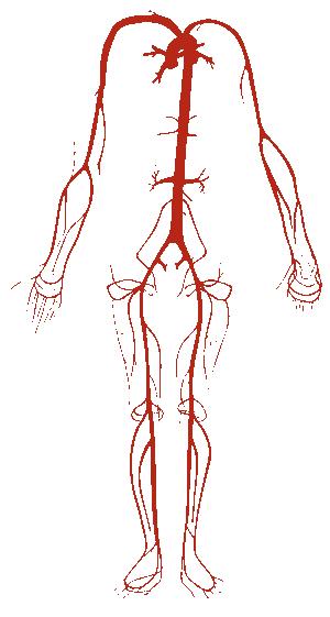 dilation-of-blood-vessels-general-center-steadyhealth