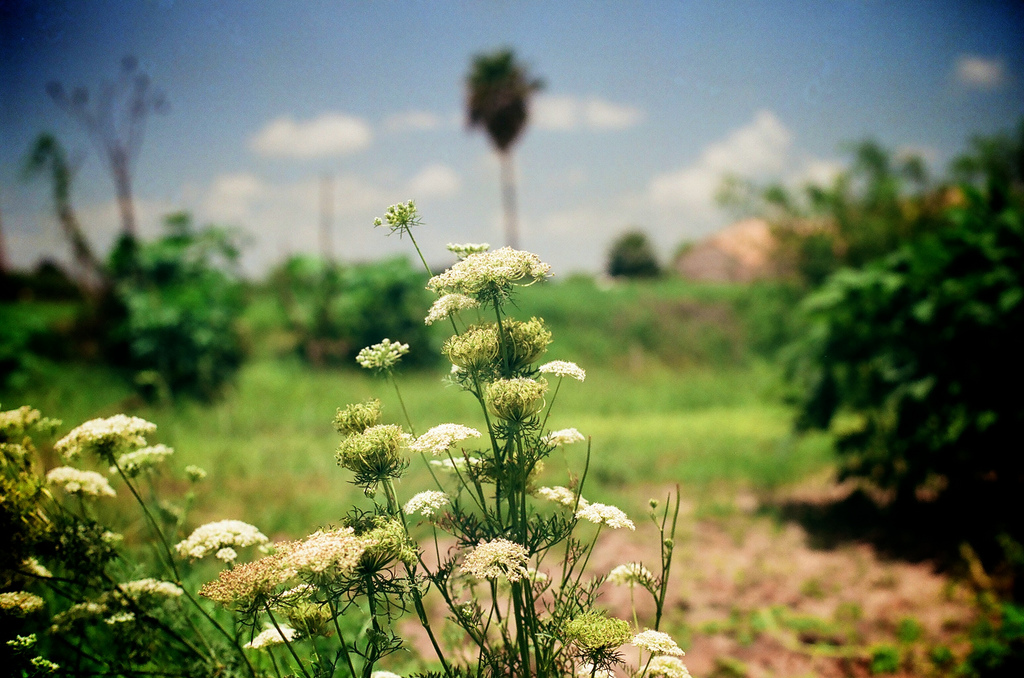 dill-weed-herb.jpg