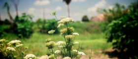 How to Increase Lactation and Breastfeeding with Herbs and Diet