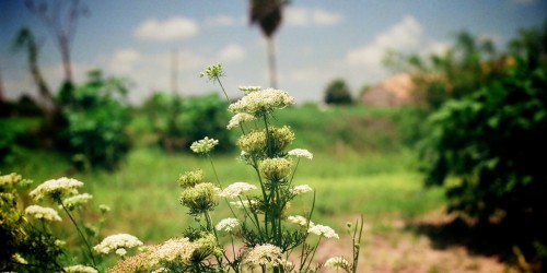 How to Increase Lactation and Breastfeeding with Herbs and Diet