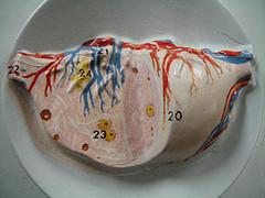 Disorder of the endocrine system