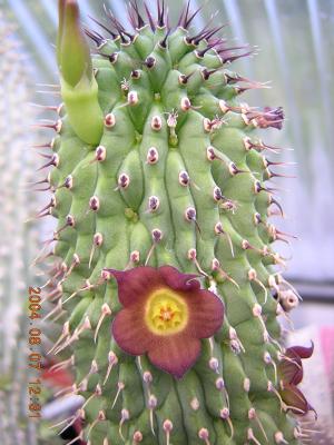 Does hoodia really works ?