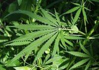 Drug abuse - Weed
