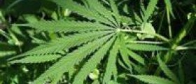 Drug abuse - Weed
