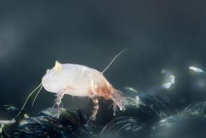 Dust mite allergy symptoms