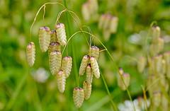 Early signs and symptoms of Allergic rhinitis (Hay fever)