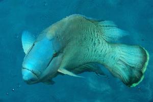 Eating fish while pregnant