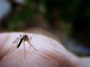 Effective way to control mosquito bites