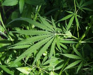 Effects of marijuana on the brain
