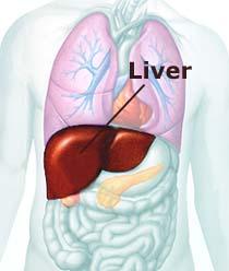 Elevated liver enzymes symptoms