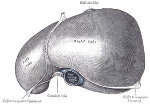 Elevated liver function tests