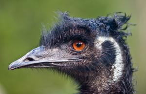 Emu oil benefits for skin