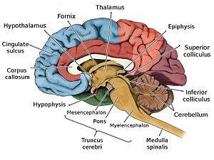 Encephalitis brain infection