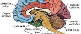 Encephalitis brain infection