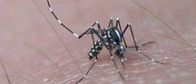 Encephalitis by mosquitoes